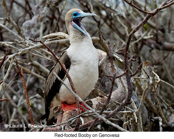 Red-footed Booby - © Laura L Fellows and Exotic Birding LLC