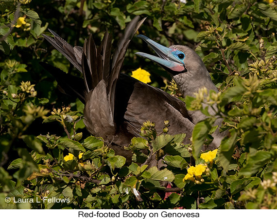 Red-footed Booby - © James F Wittenberger and Exotic Birding LLC