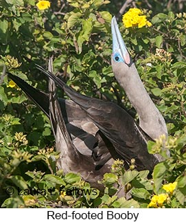 Red-footed Booby - © Laura L Fellows and Exotic Birding LLC Red-footed Booby - © Laura L Fellows and Exotic Birding LLC