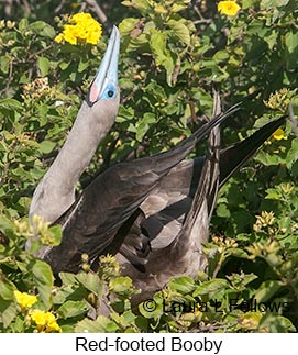 Red-footed Booby - © Laura L Fellows and Exotic Birding LLC