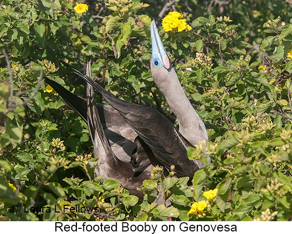 Red-footed Booby - © James F Wittenberger and Exotic Birding LLC