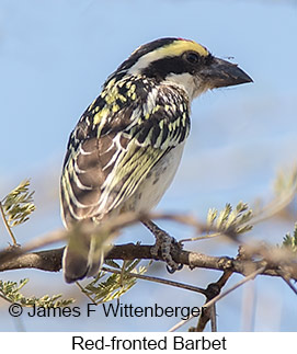 Red-fronted Barbet - © James F Wittenberger and Exotic Birding LLC Red-fronted Barbet - © James F Wittenberger and Exotic Birding LLC