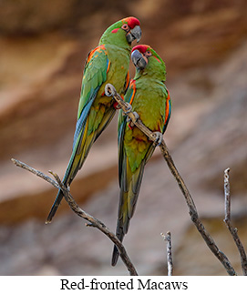 Red-fronted Macaw - courtesy Cesar Bollatty
