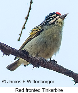 Red-fronted Tinkerbird - © James F Wittenberger and Exotic Birding LLC