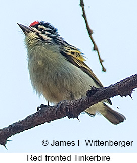Red-fronted Tinkerbird - © James F Wittenberger and Exotic Birding LLC Red-fronted Tinkerbird - © James F Wittenberger and Exotic Birding LLC