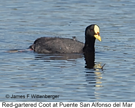 Red-gartered Coot - © James F Wittenberger and Exotic Birding LLC Red-gartered Coot - © James F Wittenberger and Exotic Birding LLC