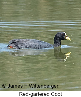 Red-gartered Coot - © James F Wittenberger and Exotic Birding LLC Red-gartered Coot - © James F Wittenberger and Exotic Birding LLC