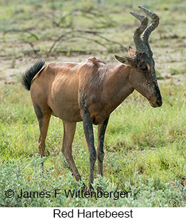 Red Hartebeest - &copy; James F Wittenberger and Exotic Birding LLC