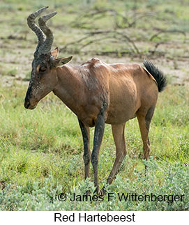 Red Hartebeest - © James F Wittenberger and Exotic Birding LLC