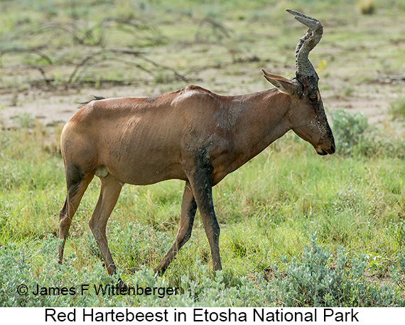 Red Hartebeest - © The Photographer and Exotic Birding LLC