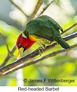 Red-headed Barbet - © James F Wittenberger and Exotic Birding LLC