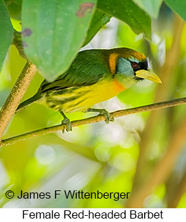 Red-headed Barbet - © James F Wittenberger and Exotic Birding LLC