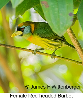 Red-headed Barbet - © James F Wittenberger and Exotic Birding LLC
