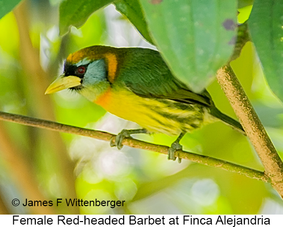 Red-headed Barbet - © James F Wittenberger and Exotic Birding LLC