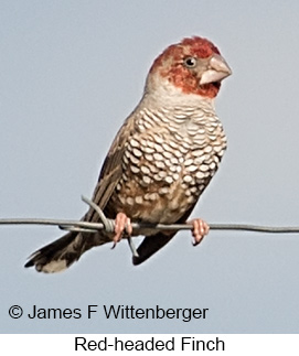 Red-headed Finch - © James F Wittenberger and Exotic Birding LLC