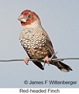 Red-headed Finch - © James F Wittenberger and Exotic Birding LLC