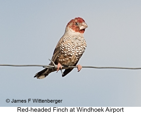 Red-headed Finch - © James F Wittenberger and Exotic Birding LLC