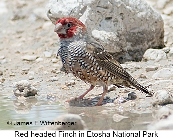 Red-headed Finch - © James F Wittenberger and Exotic Birding LLC