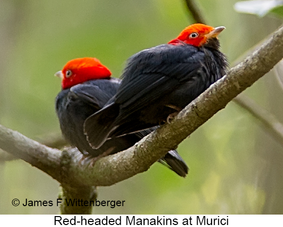 Red-headed Manakin - © James F Wittenberger and Exotic Birding LLC