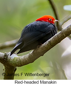 Red-headed Manakin - © James F Wittenberger and Exotic Birding LLC