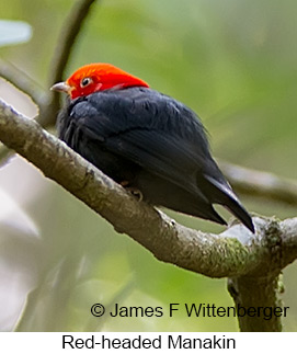 Red-headed Manakin - © James F Wittenberger and Exotic Birding LLC