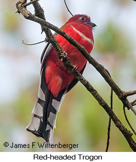 Red-headed Trogon - © James F Wittenberger and Exotic Birding LLC