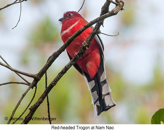 Red-headed Trogon - © James F Wittenberger and Exotic Birding LLC