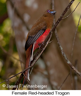 Red-headed Trogon - &copy; James F Wittenberger and Exotic Birding LLC