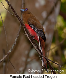 Red-headed Trogon - © James F Wittenberger and Exotic Birding LLC