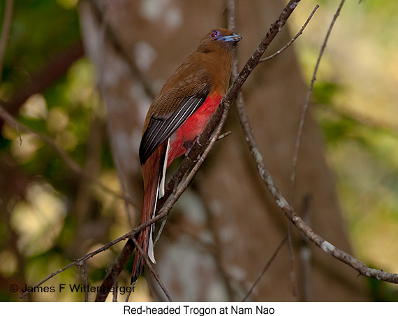 Red-headed Trogon - © James F Wittenberger and Exotic Birding LLC