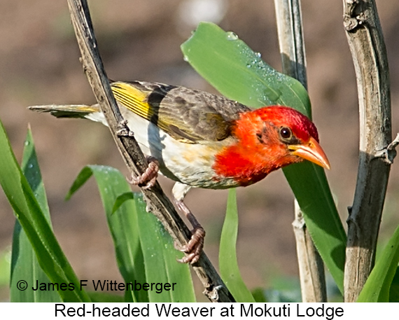 Red-headed Weaver - © James F Wittenberger and Exotic Birding LLC Red-headed Weaver - © James F Wittenberger and Exotic Birding LLC