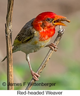 Red-headed Weaver - © James F Wittenberger and Exotic Birding LLC