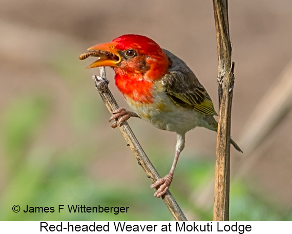 Red-headed Weaver - © James F Wittenberger and Exotic Birding LLC