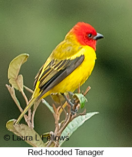 Red-hooded Tanager - © Laura L Fellows and Exotic Birding LLC