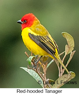 Red-hooded Tanager - © Laura L Fellows and Exotic Birding Tours