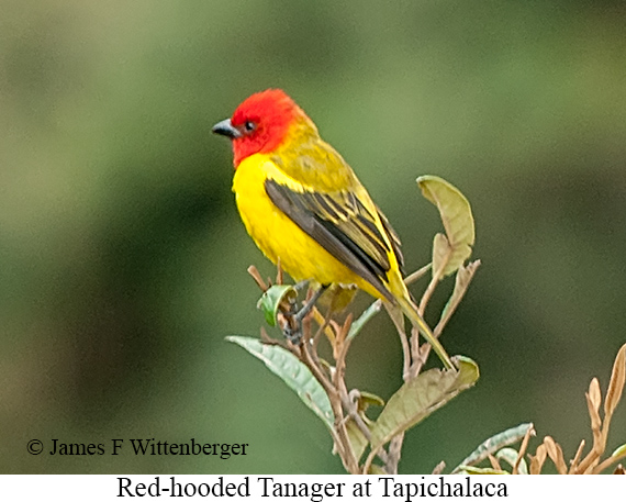 Red-hooded Tanager - &copy; James F Wittenberger and Exotic Birding LLC
