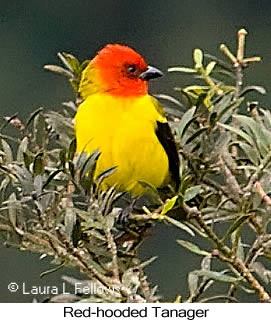 Red-hooded Tanager - © Laura L Fellows and Exotic Birding LLC