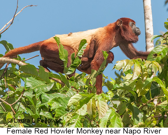 Red-howler Monkey - © James F Wittenberger and Exotic Birding LLC