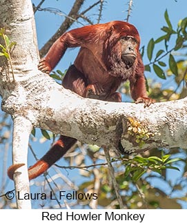 Red-howler Monkey - © Laura L Fellows and Exotic Birding LLC
