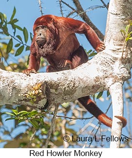 Red-howler Monkey - © Laura L Fellows and Exotic Birding LLC Red-howler Monkey - © Laura L Fellows and Exotic Birding LLC