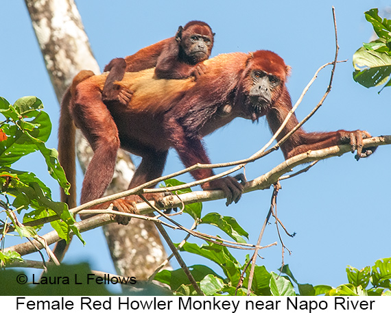 Red-howler Monkey - © James F Wittenberger and Exotic Birding LLC Red-howler Monkey - © James F Wittenberger and Exotic Birding LLC