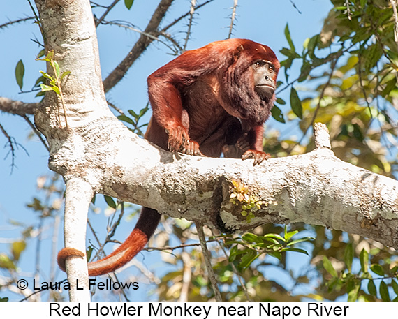 Red-howler Monkey - © James F Wittenberger and Exotic Birding LLC