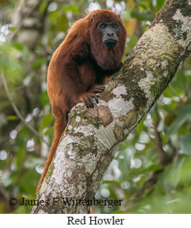 Red-howler Monkey - © James F Wittenberger and Exotic Birding LLC