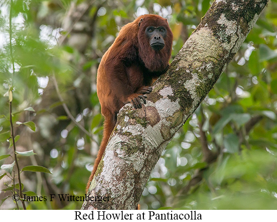 Red-howler Monkey - © James F Wittenberger and Exotic Birding LLC