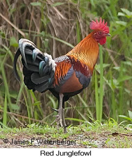 Red Junglefowl - © James F Wittenberger and Exotic Birding LLC