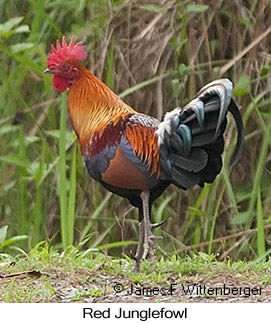Red Junglefowl - &copy; James F Wittenberger and Exotic Birding LLC