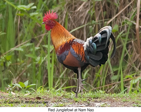 Red Junglefowl - © James F Wittenberger and Exotic Birding LLC