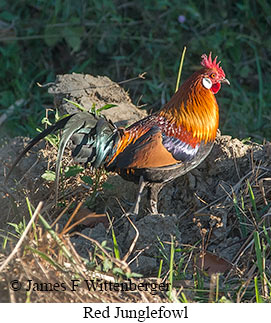 Red Junglefowl - © James F Wittenberger and Exotic Birding LLC