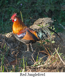 Red Junglefowl - &copy; James F Wittenberger and Exotic Birding LLC