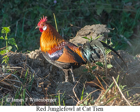 Red Junglefowl - © James F Wittenberger and Exotic Birding LLC